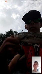 Largemouth Bass