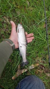 Rainbow Trout