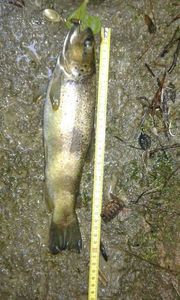 Brown Trout