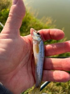 Gudgeon