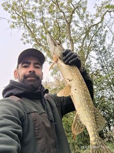 Northern Pike