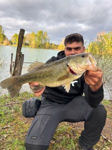 Largemouth Bass