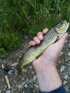 Brown Trout