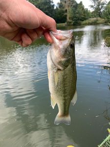 Largemouth Bass