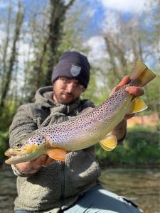 Brown Trout