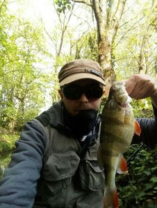 European Perch