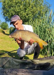 Common Carp