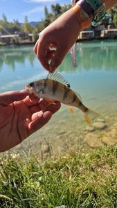 European Perch