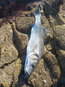 European Bass (Seabass)
