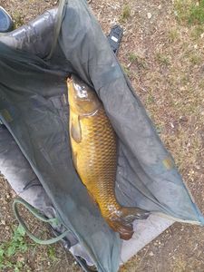 Common Carp