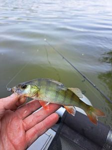 European Perch