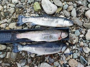 Rainbow Trout