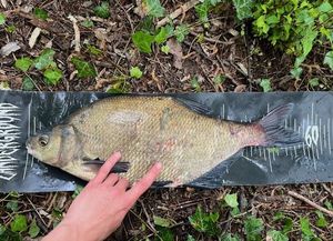 Common Bream