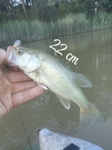 Largemouth Bass