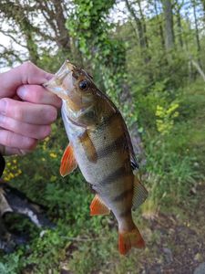 European Perch