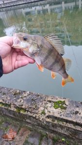 European Perch