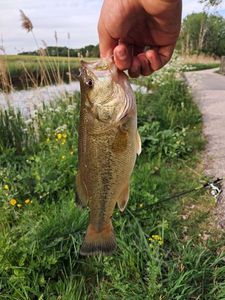 Largemouth Bass