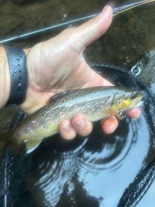 Brown Trout