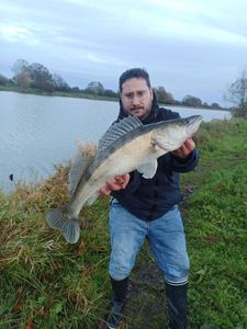 Zander