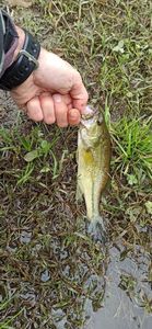 Largemouth Bass