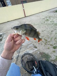 European Perch