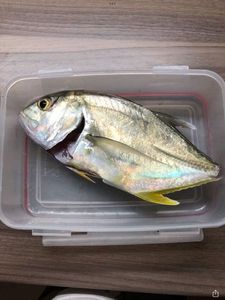 Crevalle Jack