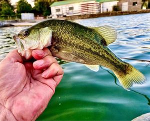 Largemouth Bass