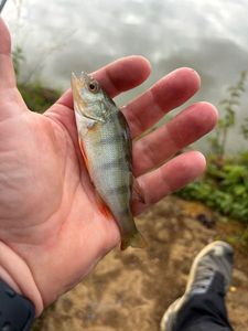 European Perch