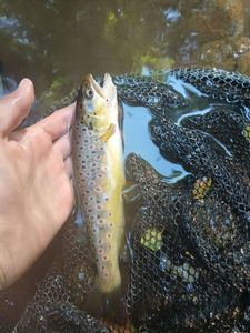 Brown Trout