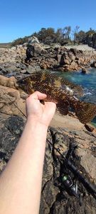 Ballan Wrasse