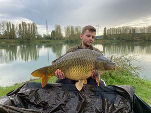 Common Carp