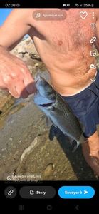 European Bass (Seabass)