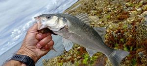 European Bass (Seabass)