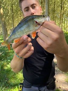 European Perch