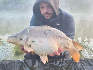 Mirror Carp