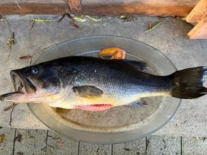 Largemouth Bass