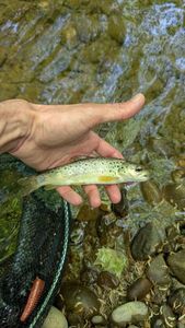 Brown Trout