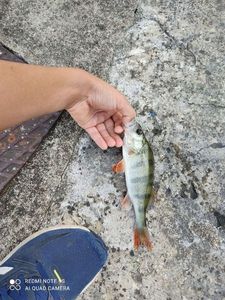 European Perch