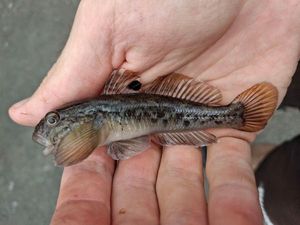 Round Goby