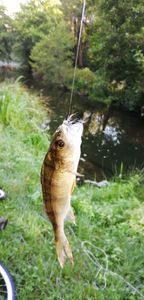 European Perch