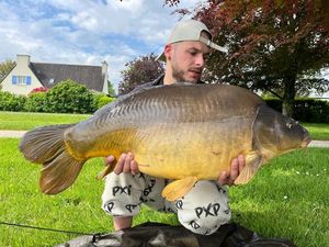 Mirror Carp