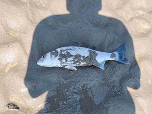 European Bass (Seabass)