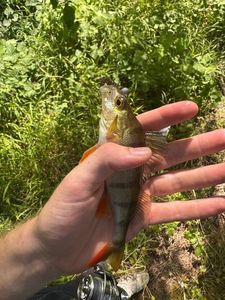 European Perch