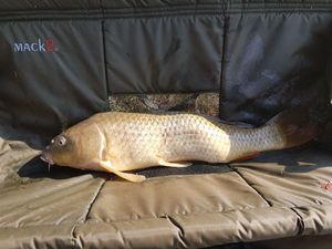 Common Carp