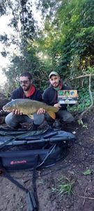 Common Carp