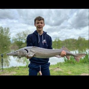 Sturgeon