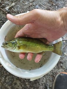 Largemouth Bass