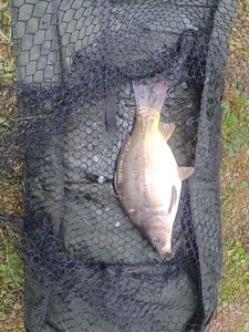 Leather Carp