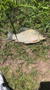 Crucian Carp
