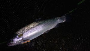 Rainbow Trout
